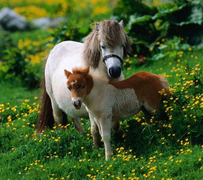 Poneys mignons dans un champ de fleurs