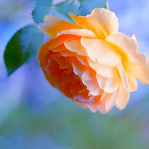 Belle Rose Orange