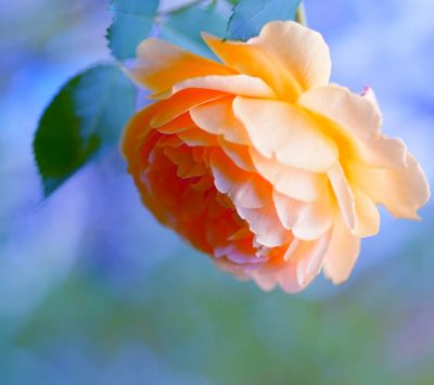 Belle Rose Orange