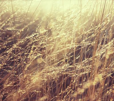 Herbe Dorée Éclairée par le Soleil