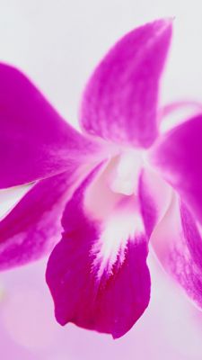 Orchidée Rose Vibrante
