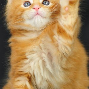 Mignon chaton orange