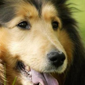 Chien Collie Mignon
