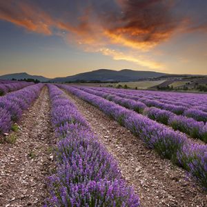 Champs de Lavande au Coucher de Soleil