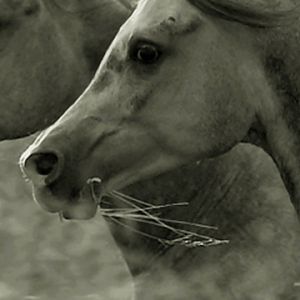 Chevaux Majestueux en Noir et Blanc