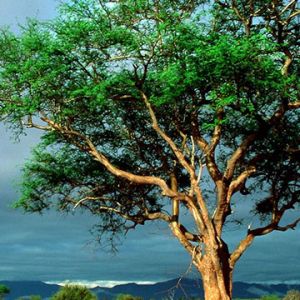 Paysage d'Arbre Vert