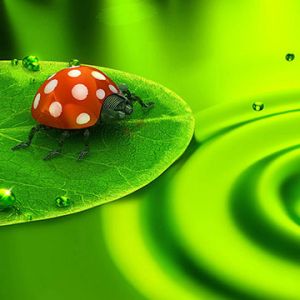 Nature Verte avec Coccinelle