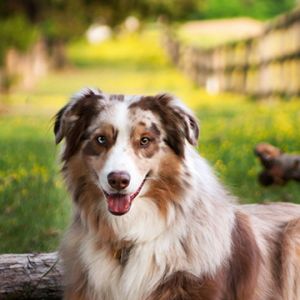 Chien Berger Australien Mignon