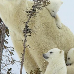 Famille d'Ours Polaires
