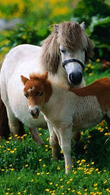 Poneys mignons dans un pré
