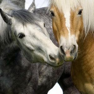Beaux Chevaux Ensemble