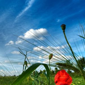 Pavot Rouge Éclatant dans un Champ Vert