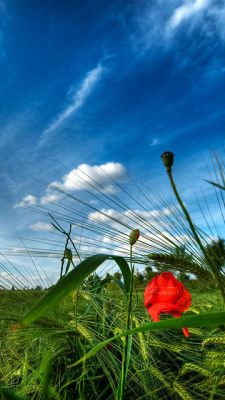 Pavot Rouge Éclatant dans un Champ Vert