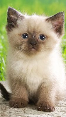 Fond d'Écran de Chaton Adorable