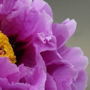 Pivoine Pourpre Vibrante