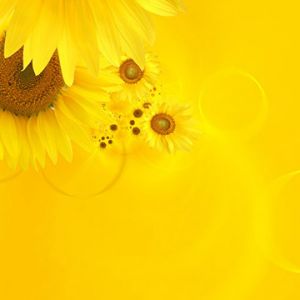 Fond d'Écran de Tournesols Lumineux