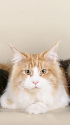 Chat Maine Coon