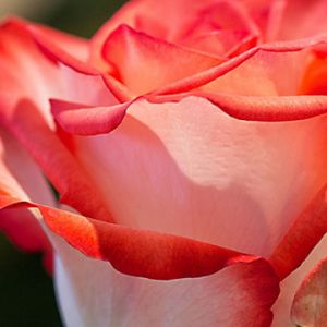 Belle Rose Rose