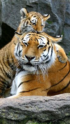 Tigres Majestueux dans la Nature