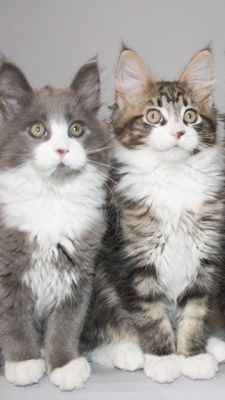 Bébés Chats Mignons
