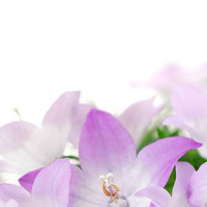 Belles Fleurs Violettes