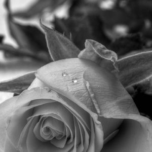 Rose Noir et Blanc