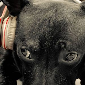 Chien mignon avec des écouteurs