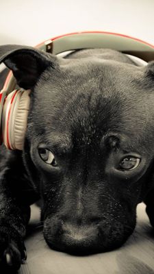 Chien mignon avec des écouteurs