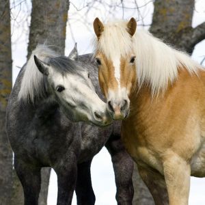 Beaux Chevaux Ensemble