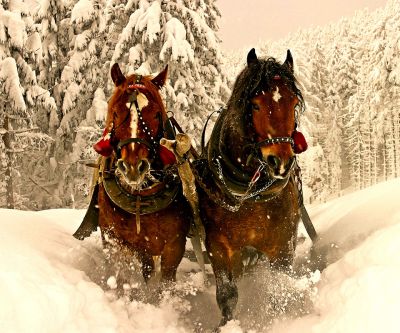 Chevaux dans le Paysage Hivernal