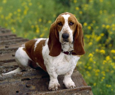 Basset Hound dans la Nature