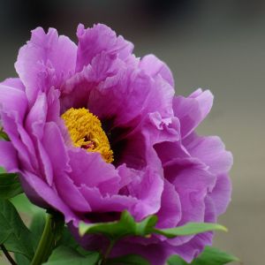 Pivoine Violette Éclatante