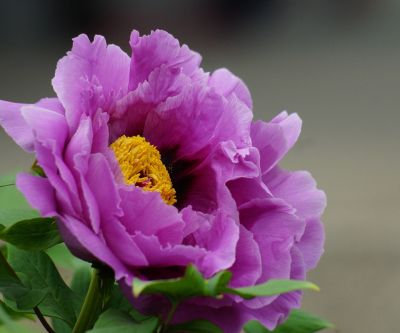 Pivoine Violette Éclatante