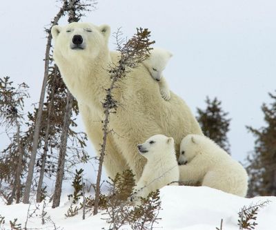 Famille d'Ours Polaires