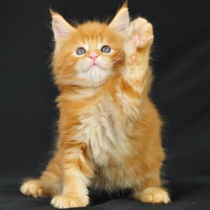 Mignon Chaton Orange