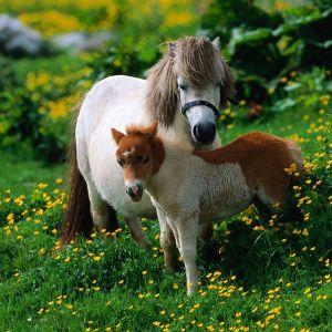Chevaux Miniatures Adorables