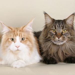 Chats Maine Coon