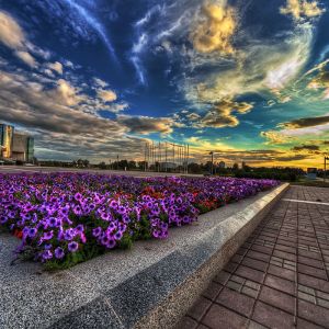 Coucher de Soleil Vibrant sur un Parterre de Fleurs