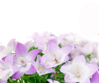 Belles Fleurs Violettes