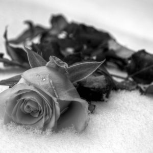 Rose Noir et Blanc