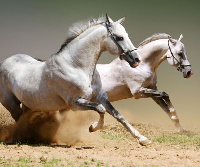 Chevaux Courant en Mouvement