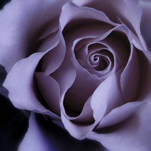Belle Rose Violette