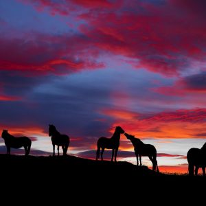 Chevaux Silhouettés au Coucher de Soleil