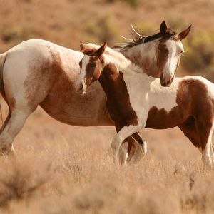 Beaux Chevaux dans la Nature