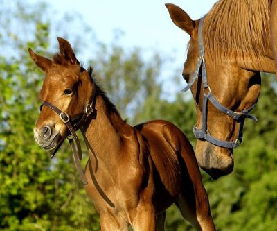 Mère et Poulain Chevaux