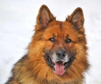 Portrait de chien duveteux