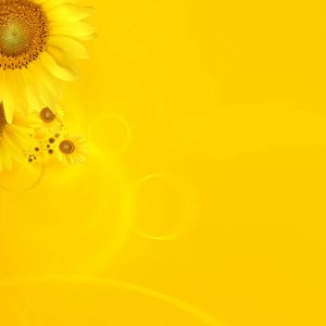 Fond de Tournesols Éclatants