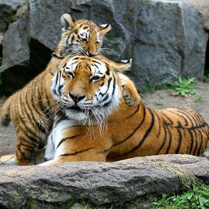 Tigres Joueurs dans la Nature
