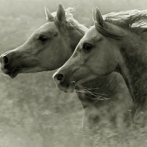 Chevaux Majestueux en Course