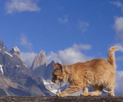 Chat Majestueux dans la Nature